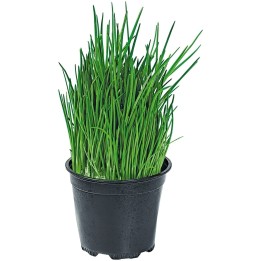 Semi di AGLIO CINESE (Allium tuberosum) - 1.755