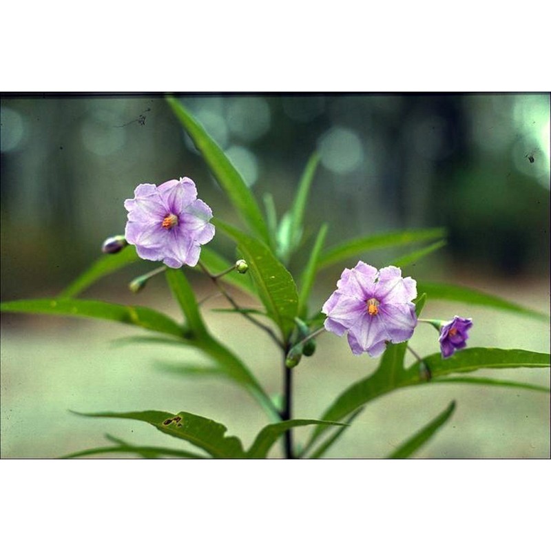 Känguruhapfel, Poroporo Samen (Solanum laciniatum) | Seeds Shop Store