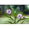 Känguruhapfel, Poroporo Samen (Solanum laciniatum) | Seeds Shop Store