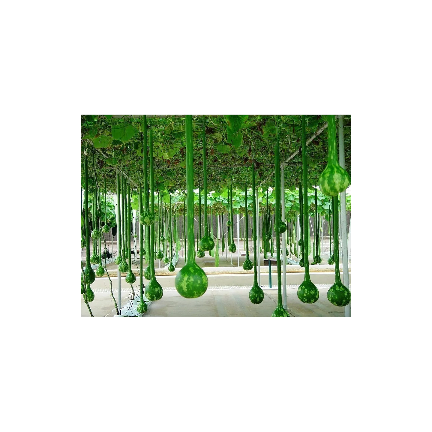 Semena kalabasy Lagenaria siceraria - 275.630501