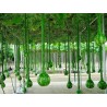 Dipper Gourd Seeds Lagenaria siceraria | Seeds Shop Store
