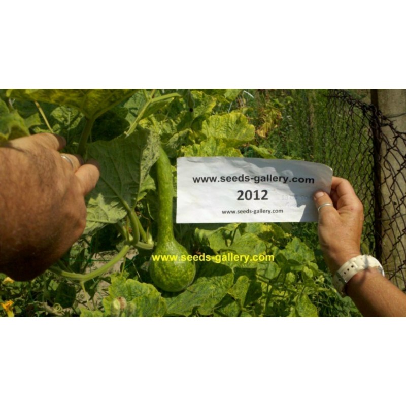 Dipper Gourd Seeds Lagenaria siceraria | Seeds Shop Store