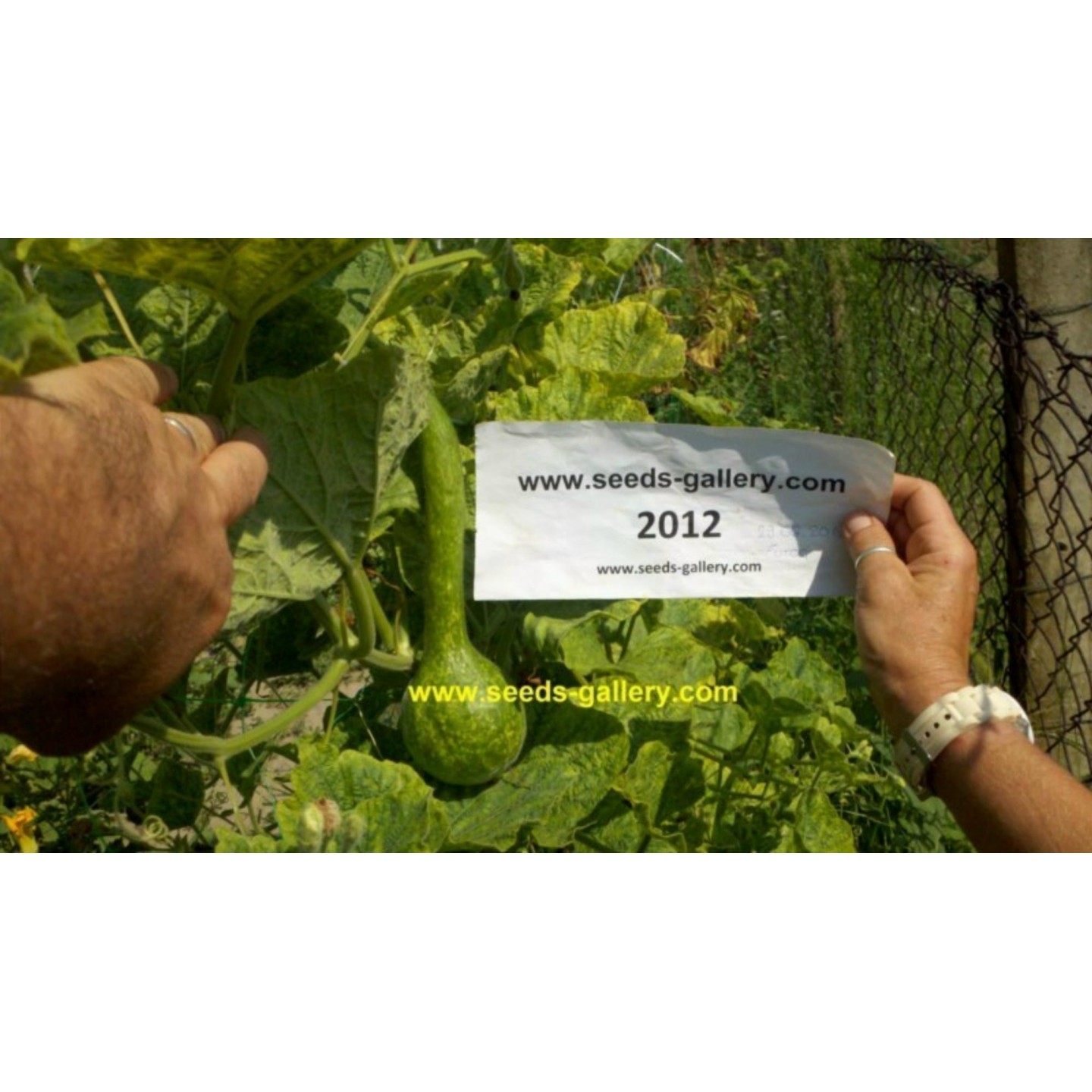 Semena kalabasy Lagenaria siceraria - 275.630501