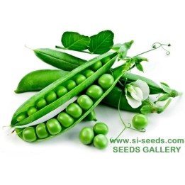 Kleine Rheinländerin Pea Seed (Pisum sativum) - 1.755