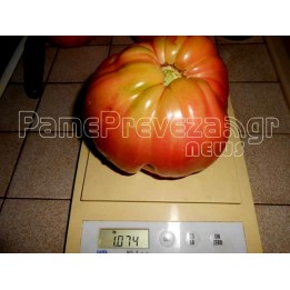 Preveza jätte grekiska tomatfrön - 2.025