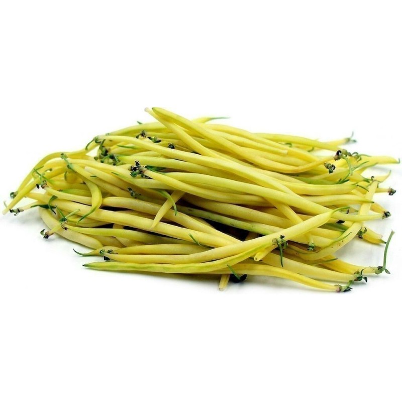 Bohnensamen Buschbohnen Berggold, fadenlos | Seeds Shop Store