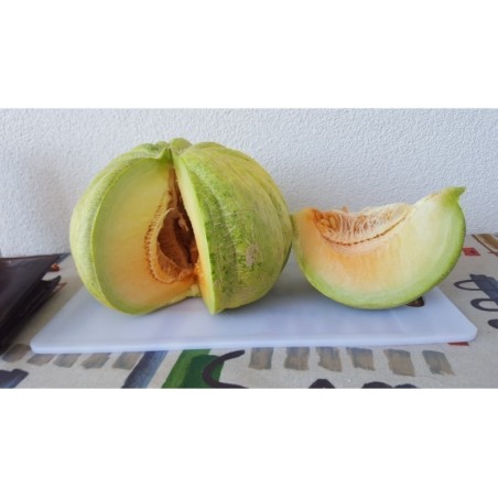 Semillas de Grecia Melón PLÁTANO VERDE | Seeds Shop Store