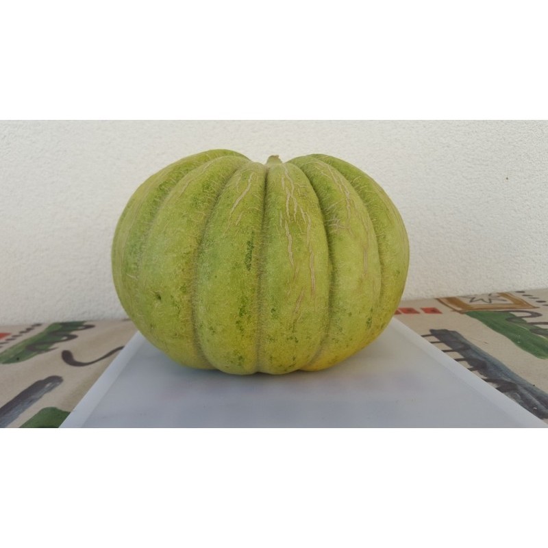 Semillas de Grecia Melón PLÁTANO VERDE | Seeds Shop Store