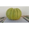 Semillas de Grecia Melón PLÁTANO VERDE | Seeds Shop Store