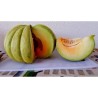 Semillas de Grecia Melón PLÁTANO VERDE | Seeds Shop Store