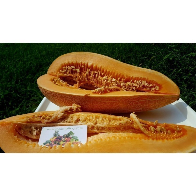 Traditionelle Griechische Riesen Melone KALAMBAKA Samen | Seeds Shop Store