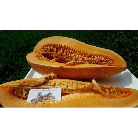 Traditionelle Griechische Riesen Melone KALAMBAKA Samen | Seeds Shop Store