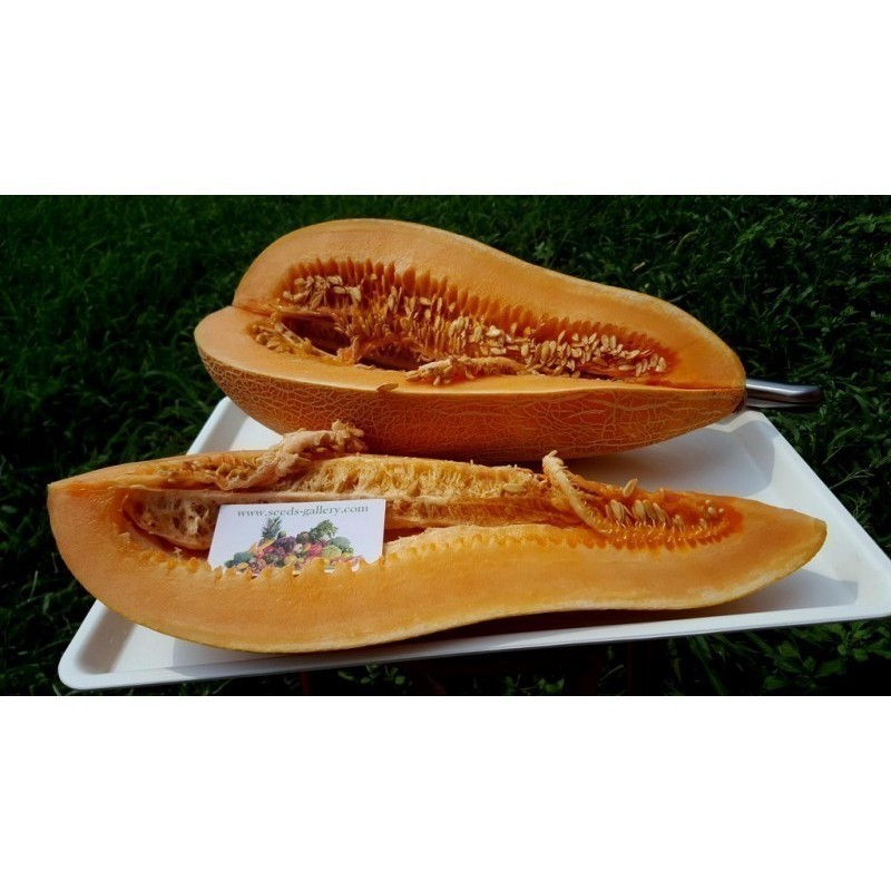 Traditionelle Griechische Riesen Melone KALAMBAKA Samen | Seeds Shop Store