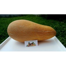 Grekiska traditionella jätte- melonfrön Kalambaka - 2.55