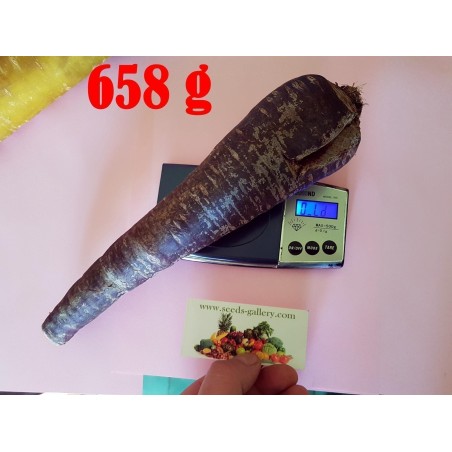 Riesige Karotten Samen Purple Dragon | Seeds Shop Store