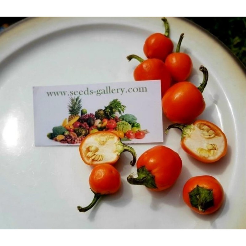 Chili Samen Orange Cherry | Seeds Shop Store