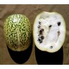 Sementes de ABÓBORA CHILA (Cucurbita ficifolia) | Seeds Shop Store