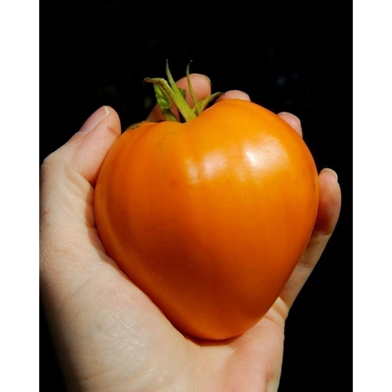German Orange Strawberry Tomato Seeds | Seeds Shop Store
