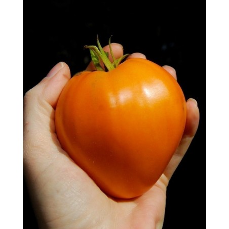 German Orange Strawberry Tomato Seeds | Seeds Shop Store
