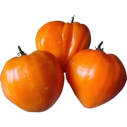 German Orange Strawberry Tomato Seeds - 1.755