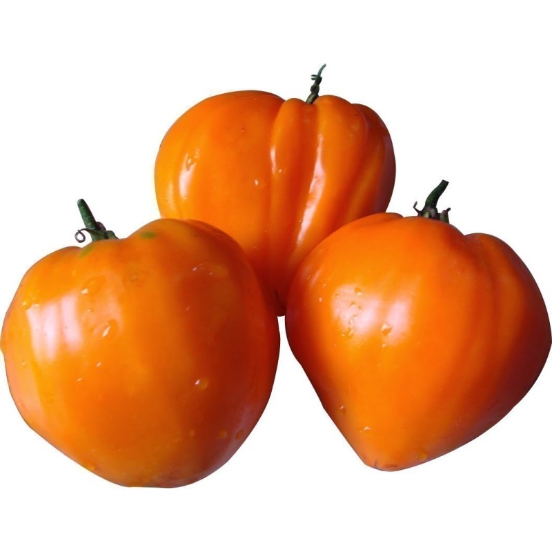 German Orange Strawberry Tomato Seeds | Seeds Shop Store