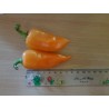 Apelsin Pyramid Chili Fröer (Capsicum annuum) - 1.755