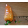Apelsin Pyramid Chili Fröer (Capsicum annuum) - 1.755