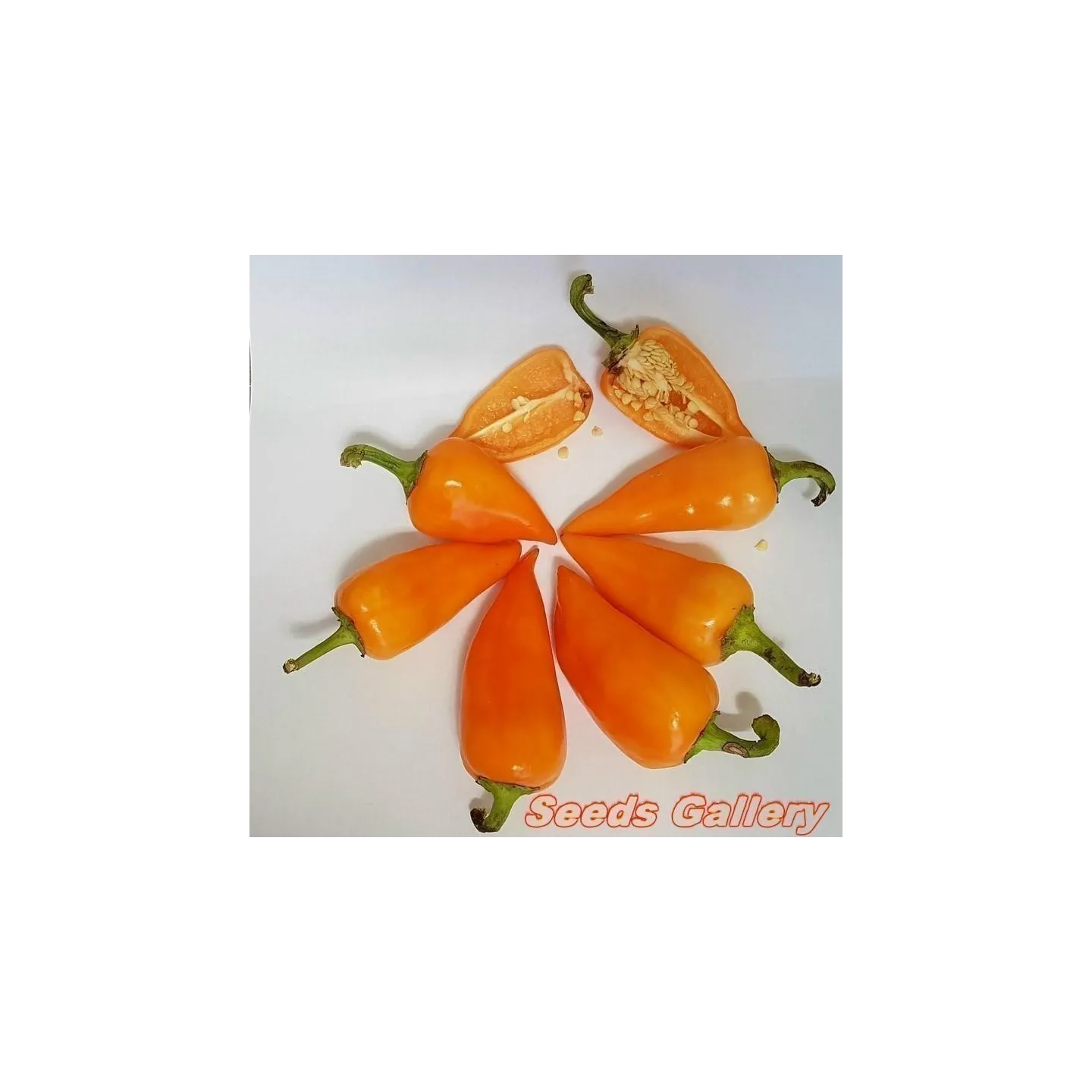 Apelsin Pyramid Chili Fröer (Capsicum annuum) - 1.755