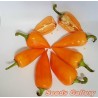 Apelsin Pyramid Chili Fröer (Capsicum annuum) - 1.755