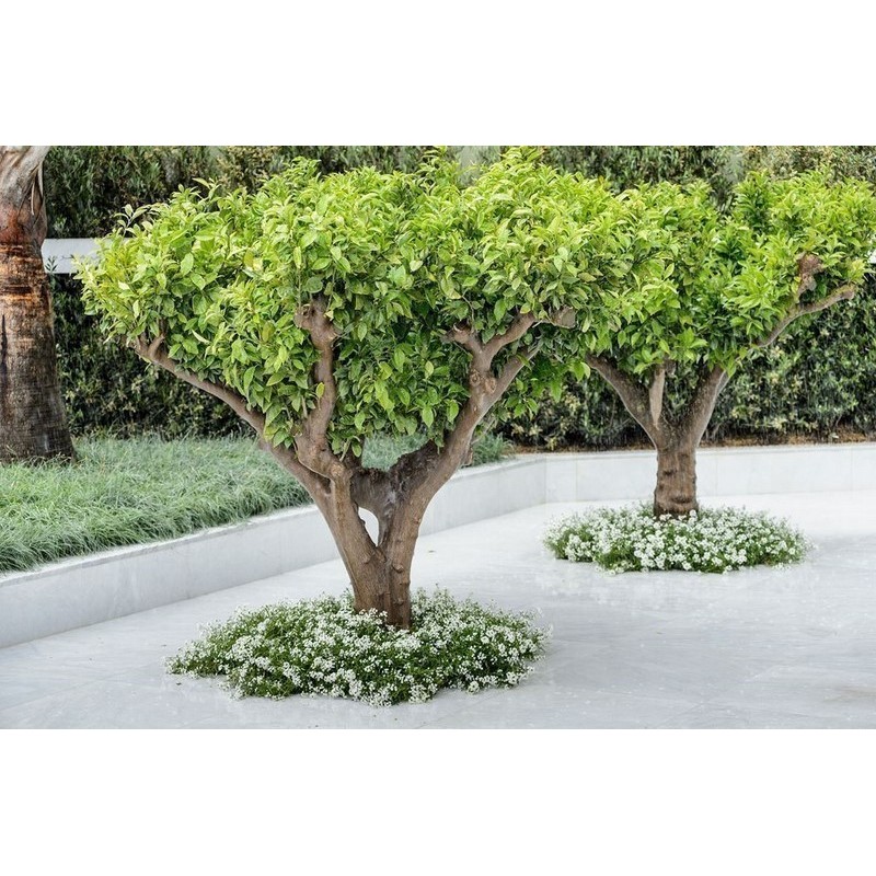 Dwarf Pomegranate Seeds (Punica granatum Nana) | Seeds Shop Store