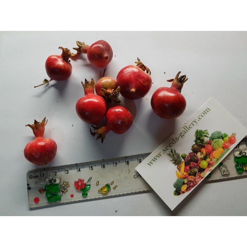 Dwarf Pomegranate Seeds (Punica granatum Nana) | Seeds Shop Store