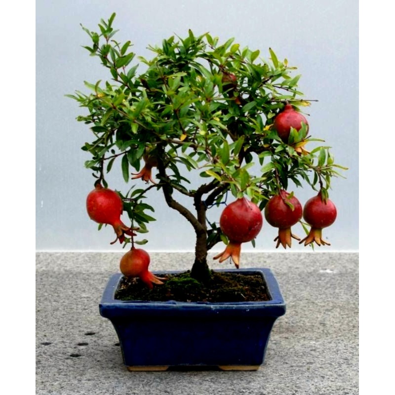 Dwarf Pomegranate Seeds (Punica granatum Nana) | Seeds Shop Store