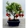Dwarf Pomegranate Seeds (Punica granatum Nana) | Seeds Shop Store