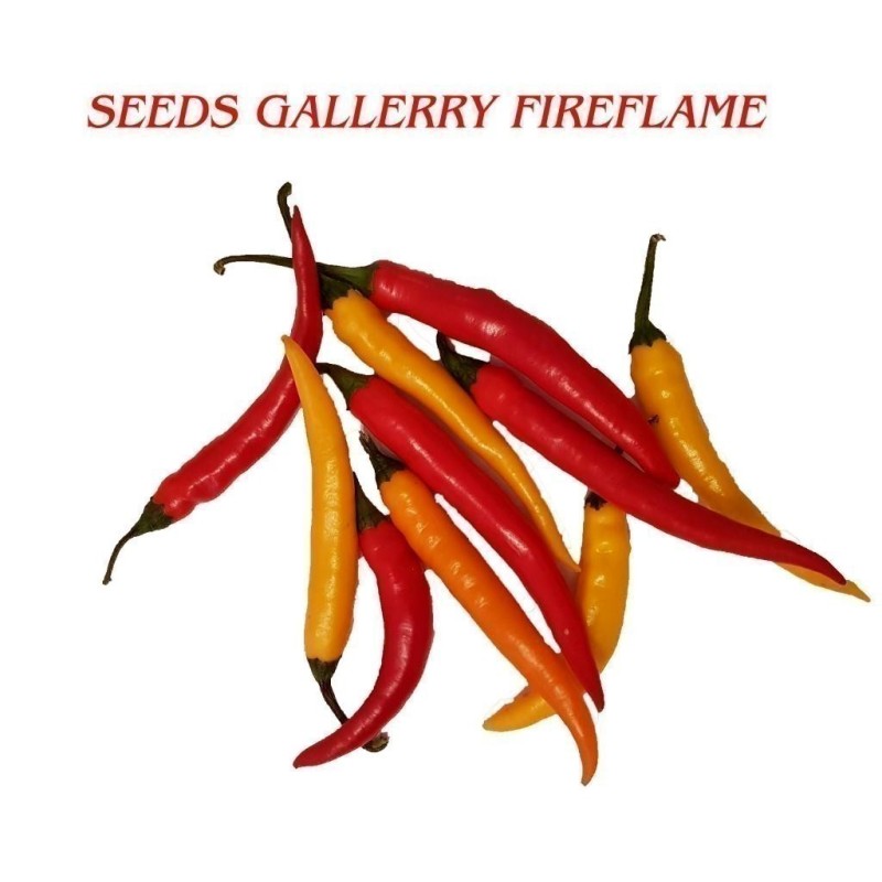 Sementes de pimenta FIREFLAME | Seeds Shop Store
