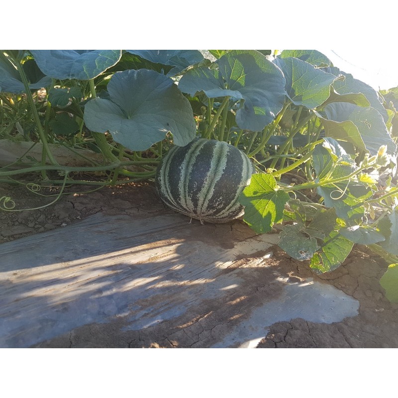 Sementes de Rare KAJARI Melão Doce | Seeds Shop Store