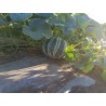 Sementes de Rare KAJARI Melão Doce | Seeds Shop Store