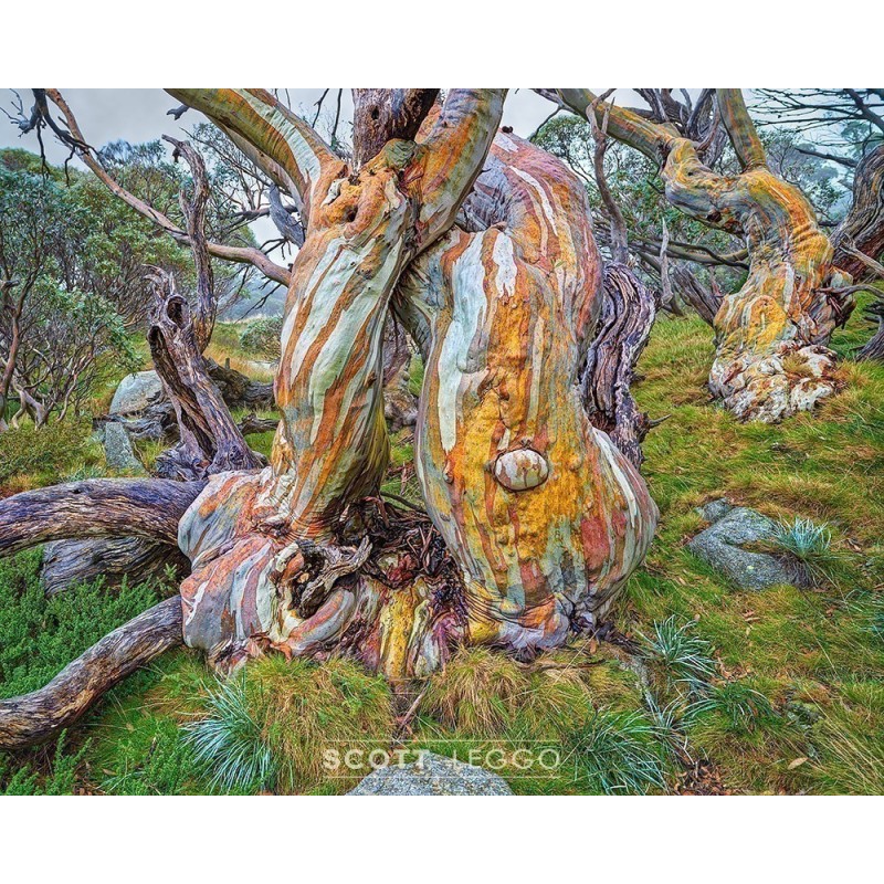 Sementes de Neve Eucalipto -23 °C | Seeds Shop Store