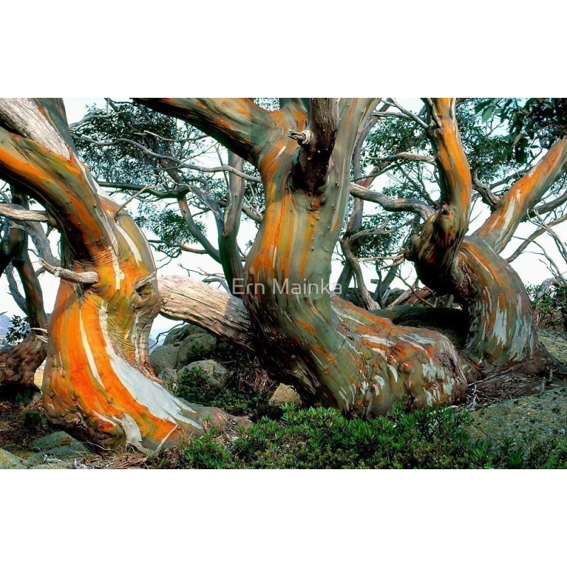 Sementes de Neve Eucalipto -23 °C | Seeds Shop Store