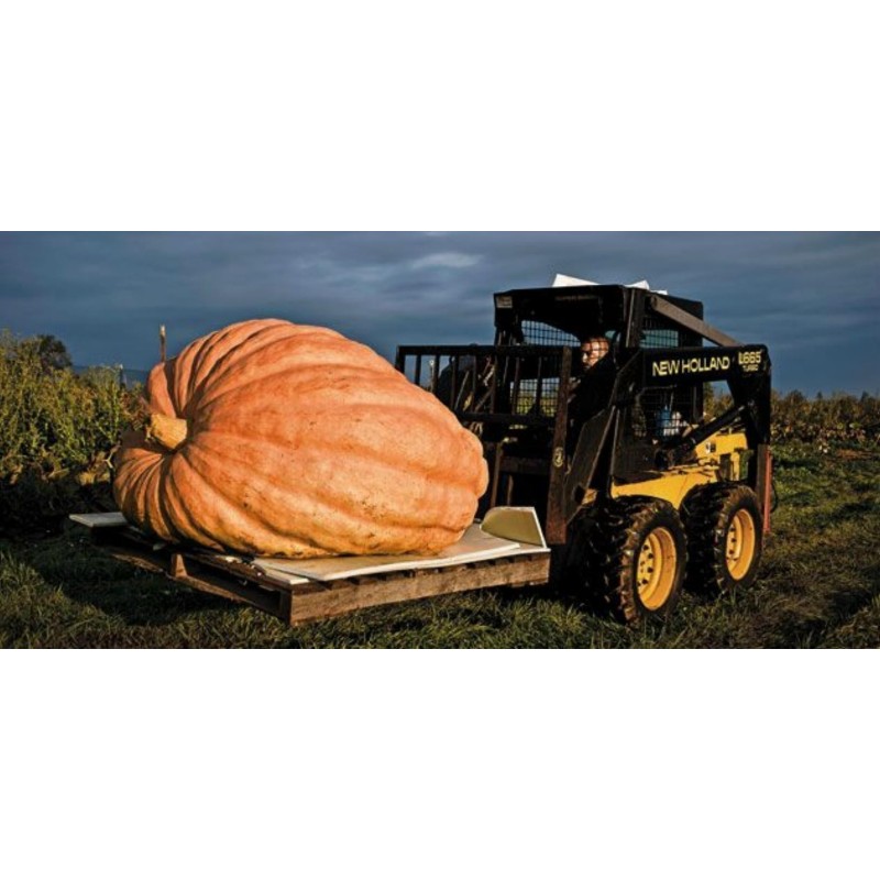 Dzinovska bundeva seme Atlantic Gigant | Seeds Shop Store