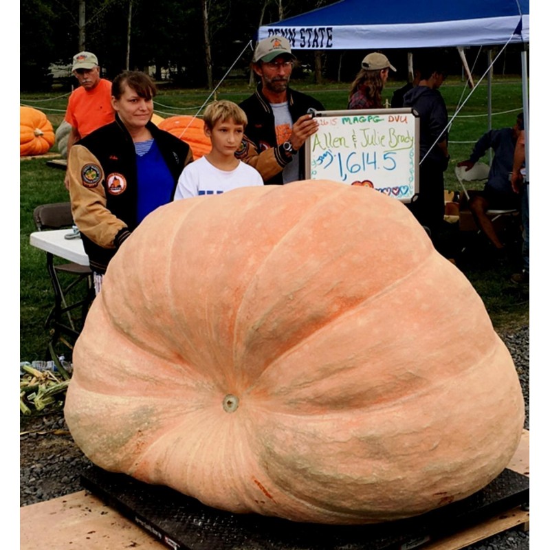 Dzinovska bundeva seme Atlantic Gigant | Seeds Shop Store