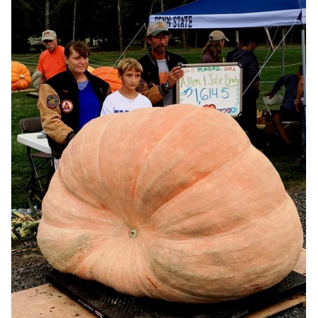 Dzinovska bundeva seme Atlantic Gigant | Seeds Shop Store