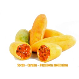 Sementes de Maracujá Banana (Passiflora mollissima) - 1.95