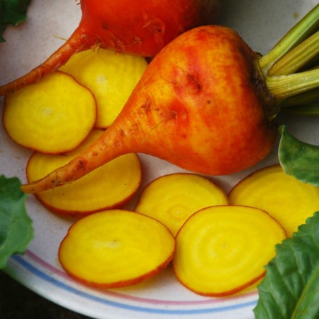 Golden Beetroot Seeds Golden Detroit | Seeds Shop Store