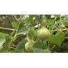 بذور القرع الزجاجي (Lagenaria siceraria) | Seeds Shop Store