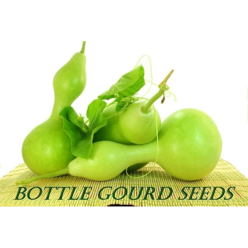 بذور القرع الزجاجي (Lagenaria siceraria) | Seeds Shop Store
