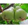Java Apple Seeds, Rose Apple, Wax Jambu | Seeds Shop Store
