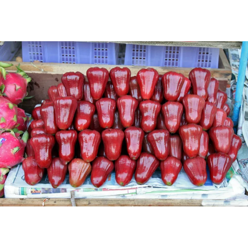 Java Apple Seeds, Rose Apple, Wax Jambu | Seeds Shop Store