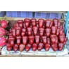 Java Apple Seeds, Rose Apple, Wax Jambu | Seeds Shop Store