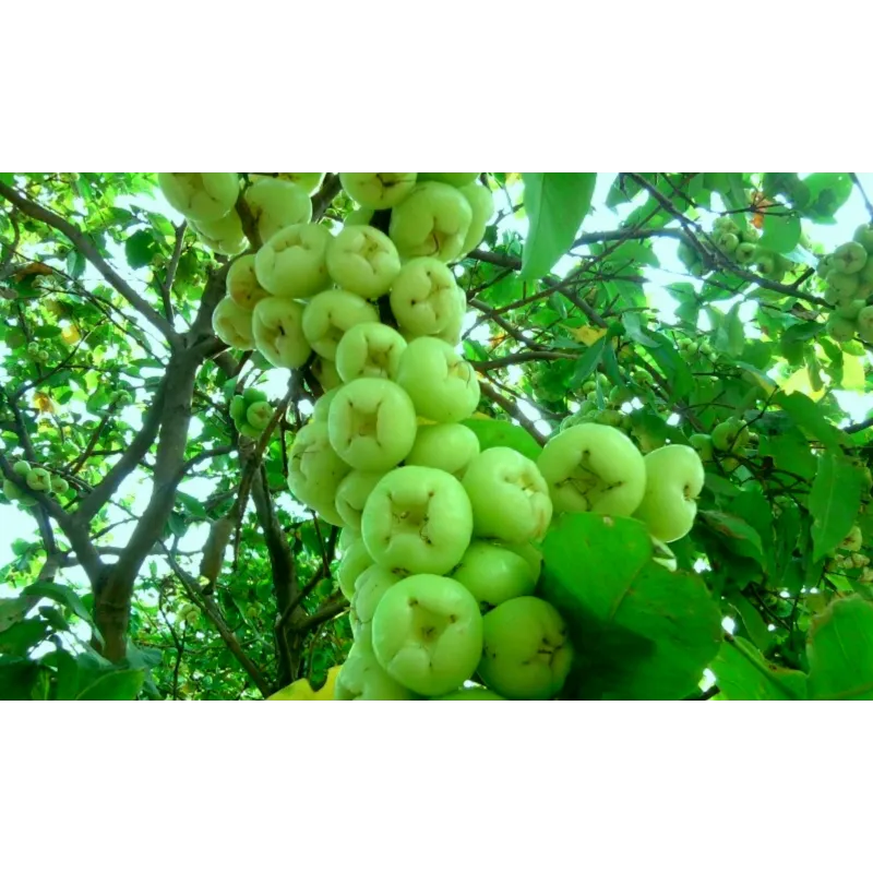 Java Apple Seeds, Rose Apple, Wax Jambu | Seeds Shop Store