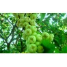 Java Apple Seeds, Rose Apple, Wax Jambu | Seeds Shop Store